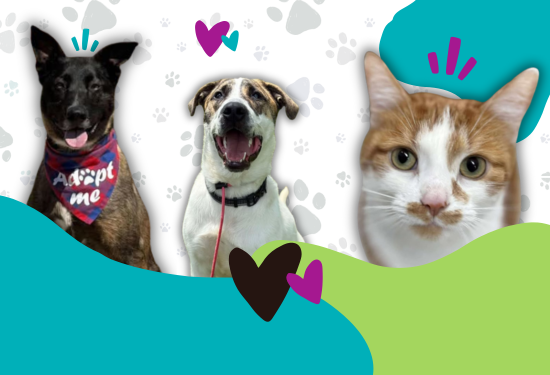 2 dogs and a cat, one dog has a bandana that says adopt me