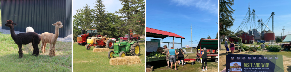 holtrop farm, lamas, tractors, shopping