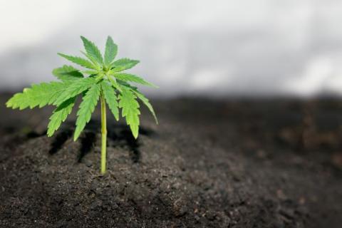 Cannabis plant cannabis plant